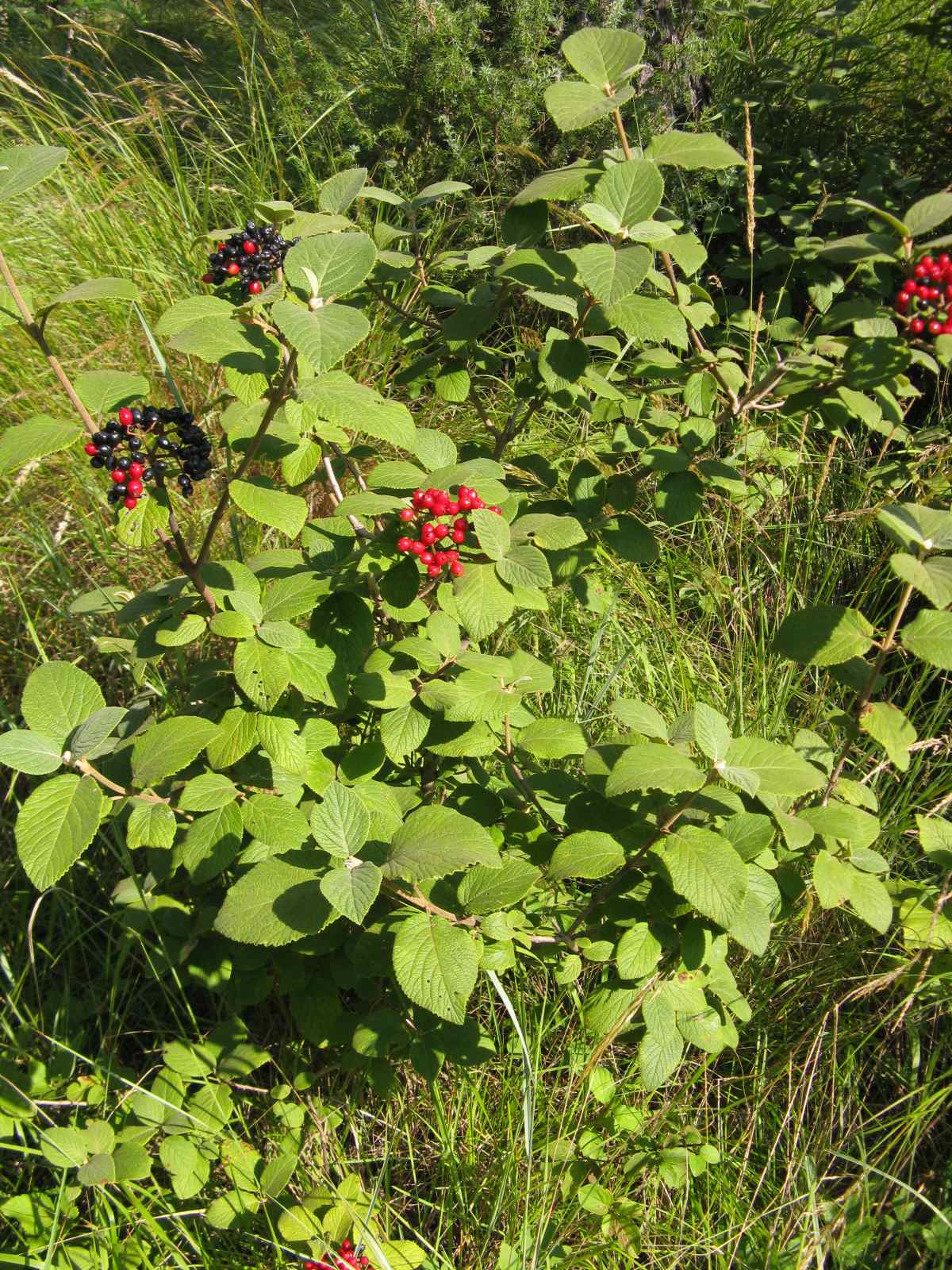 Viburnum lantana / Viburno lantana